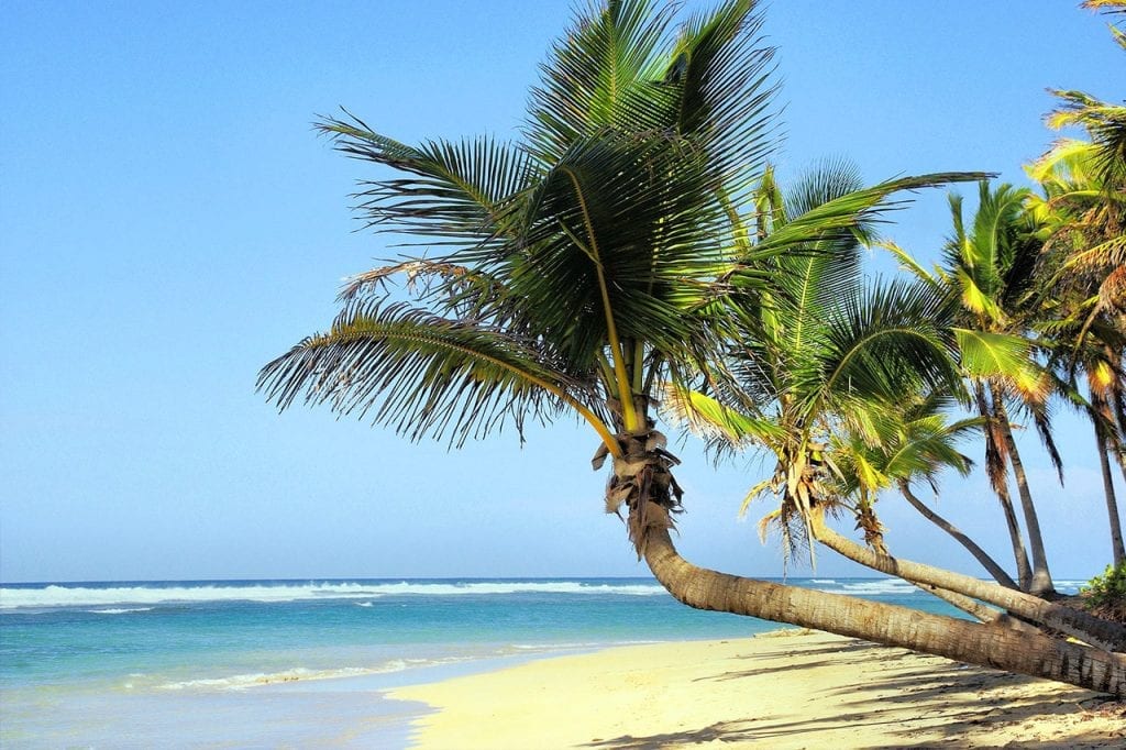 Kokospalmen am Strand, Kuba