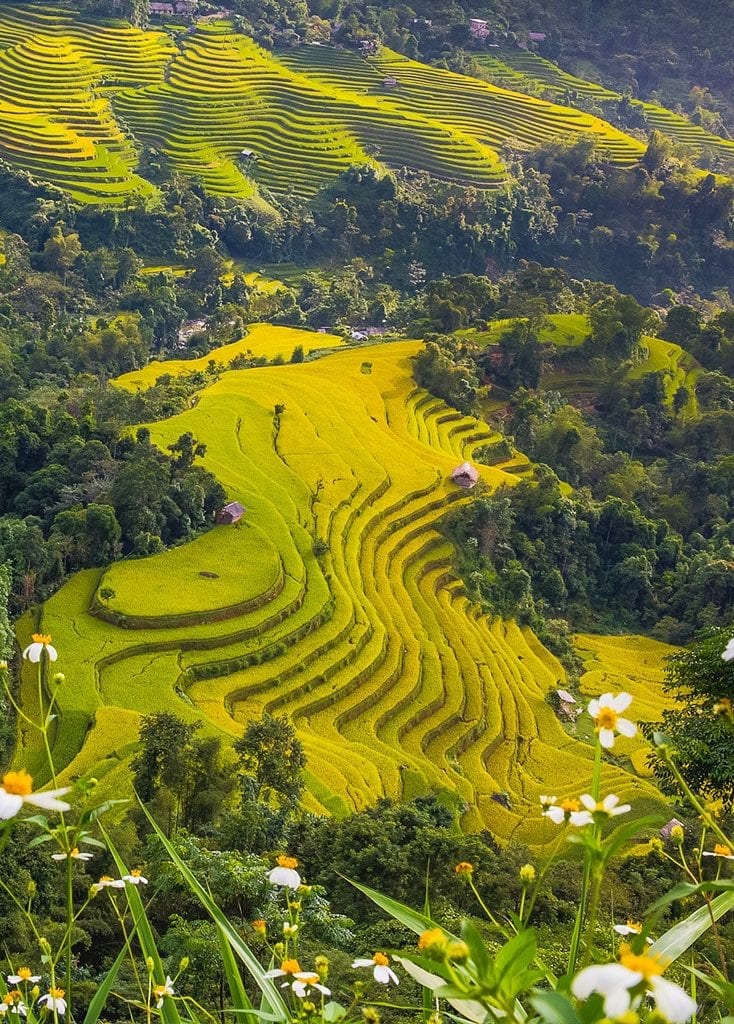 Reisfelder, Landschaft, Asien