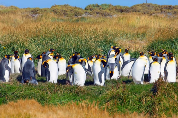 Argentinien - Magelan Pinguine