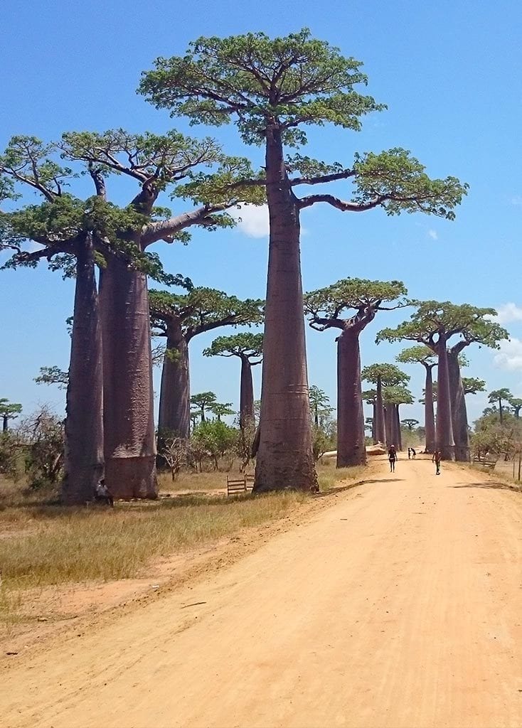 Baobab Alee, Madagaskar