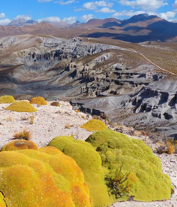 Rundreise Bolivien - Yareta Altiplano