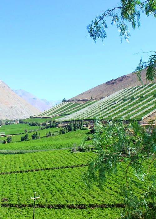 Rundreise Chile - Weinanbaugebiet Colchagua