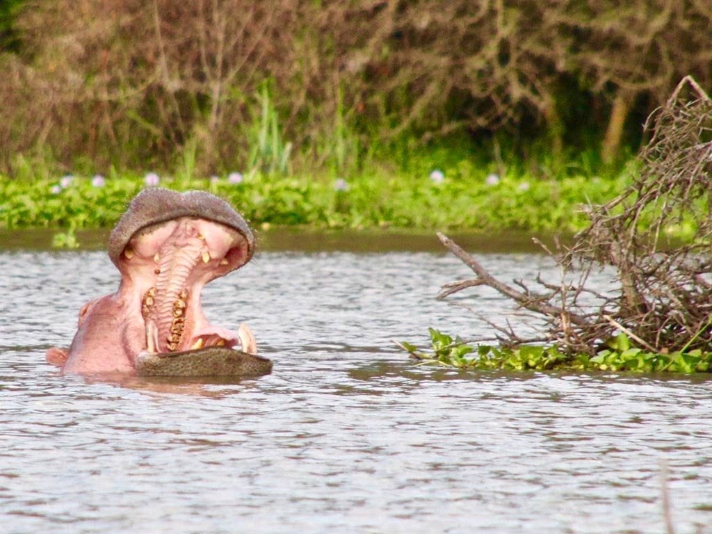 Nilpferd in Lake Victoria, Kenia