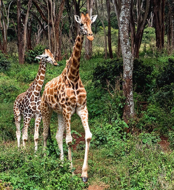 Giraffen in Nairobi, Kenia