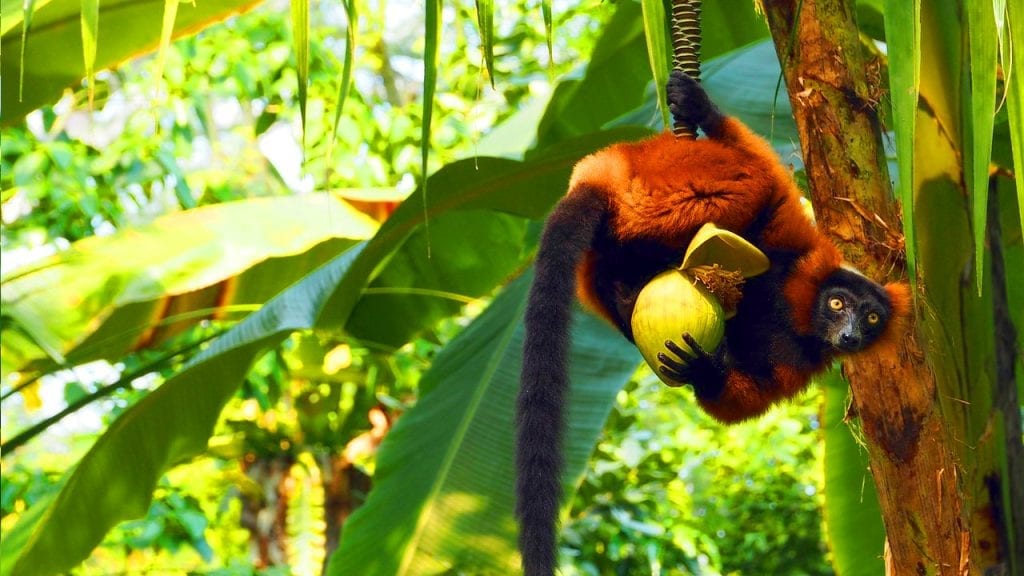Rundreise Madagaskar - Lemure