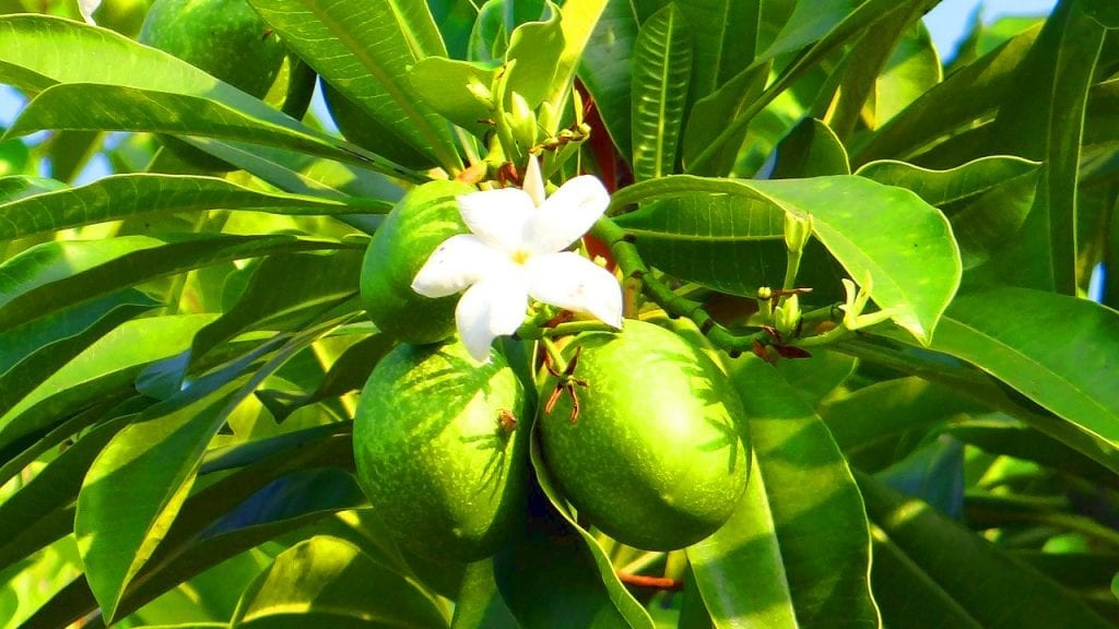 Rundreise Madagaskar - Mangoblüte und Früchte