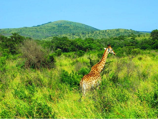 Rundreise Südafrika - Kruger Nationalpark