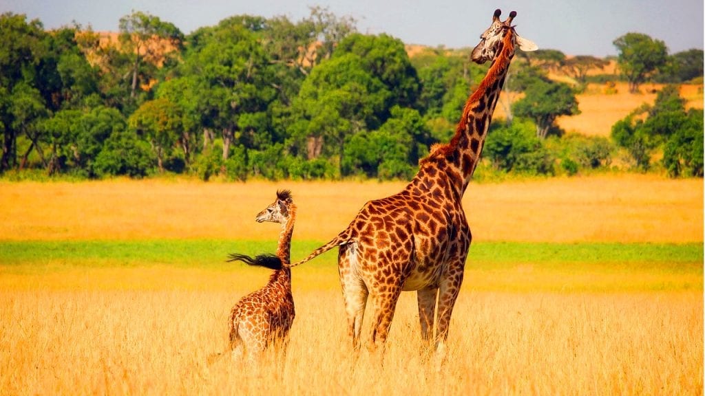 Afrika Safari - Giraffe mit Jungtier