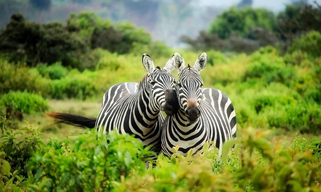 Afrika Safari - Zebras